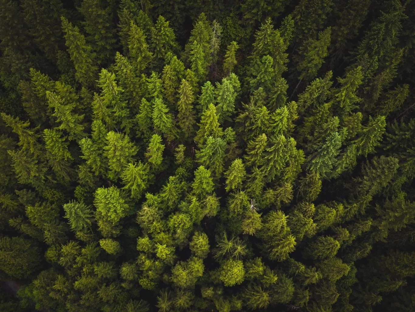 Top view of forest